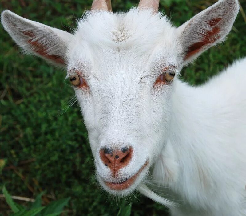 Морда козла. Козья морда. Лицо козы. Козья морда. Морда козла.