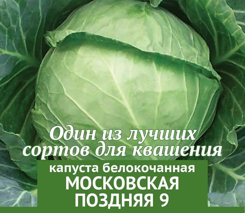 Капуста московская описание сорта отзывы. Капуста белокочанная Московская поздняя. Капуста Московская поздняя 15 описание сорта. Капуста поздняя Московская поздняя. Капуста б/к Московская поздняя 15.