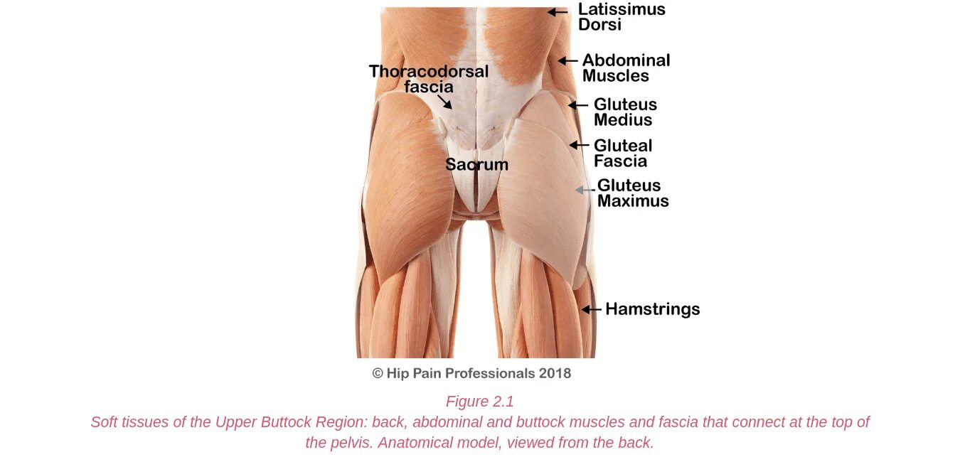 Thigh hip разница. Анатомия ягодиц. Анатомия ягодиц человека. M. gluteus Maximus на распиле.