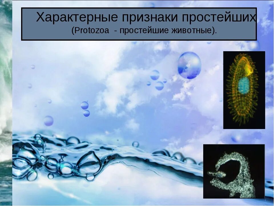 Какие общие признаки простейших 8 класс. Какие общие признаки простейших 8 класс