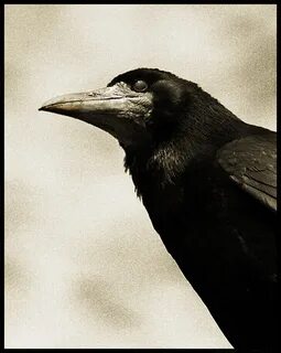 I am crow