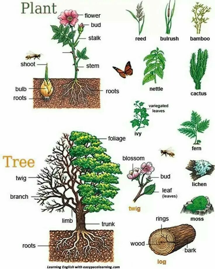 Plants kinds. Растения на английском языке. Названия растений на англ. Деревья с названиями по-английский. Названия деревьев на английском.