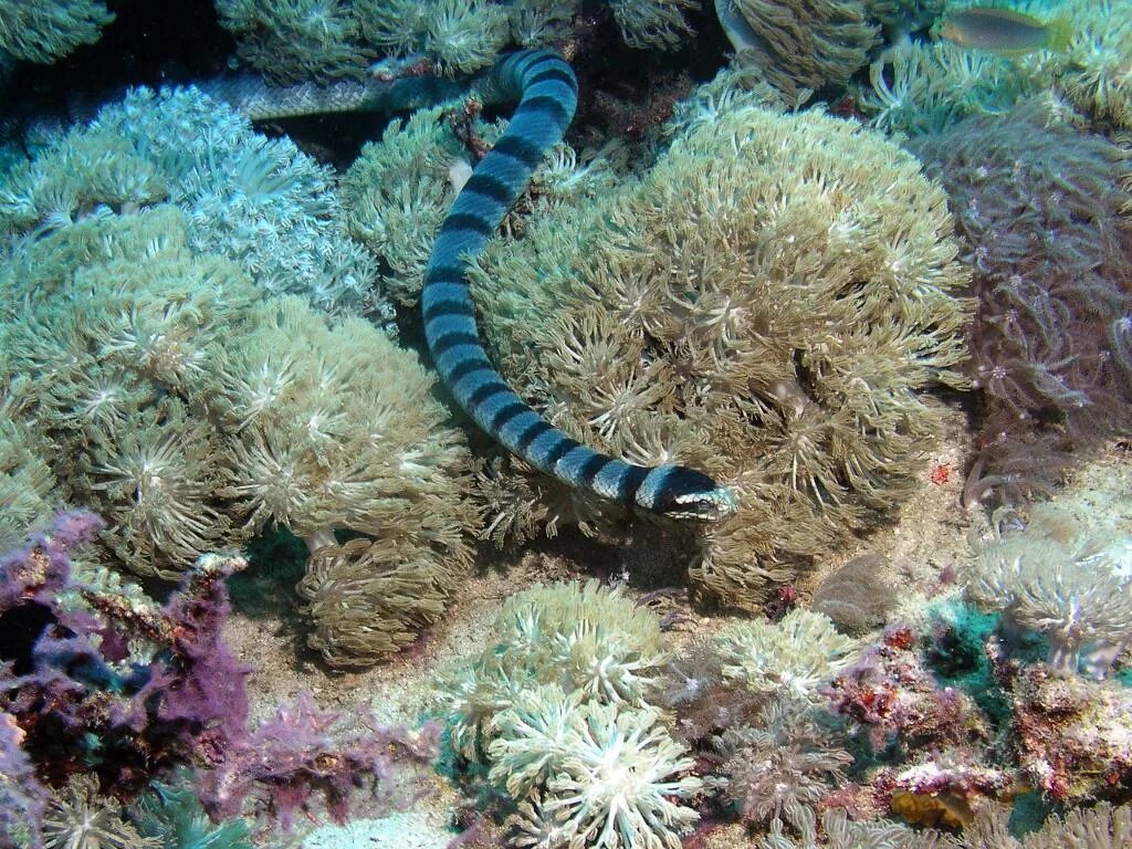 Красный морской обитатель. Морские змеи в Красном море. Морские змеи шармаль Шейх. Морской Крайт. Морские змеи в Красном море ядовитые.