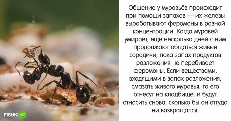 Муравей прикол. Мирмекология интересные факты. Мирмекология наука о муравьях.
