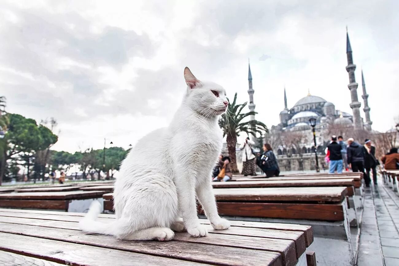 Turkey cats. Стамбульские коты. Коты в Стамбуле. Стамбул город котов. Город кошек.