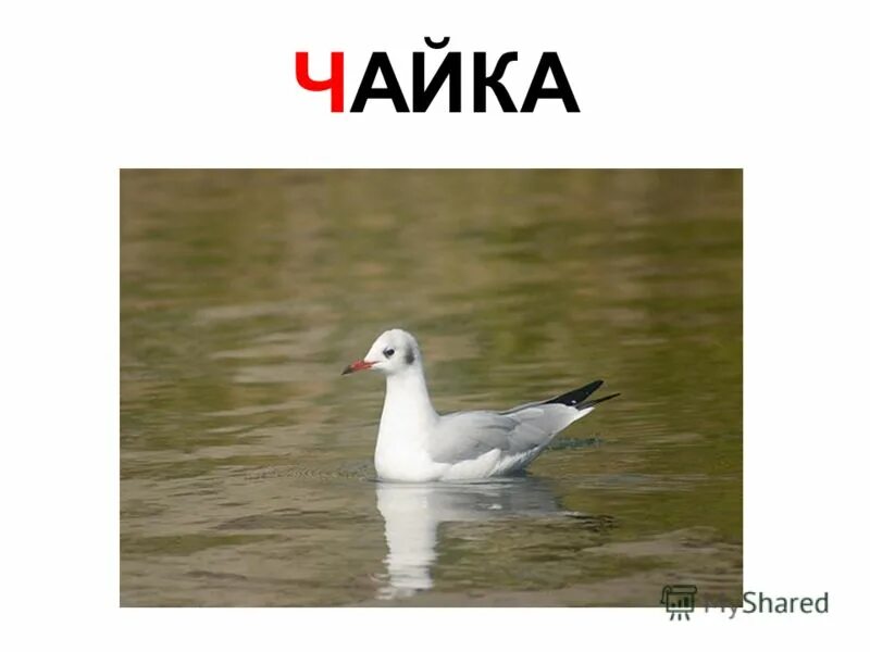 Чайка в чашке. Чайка чаша. Чесноков Чайка. Презентация на тему ч