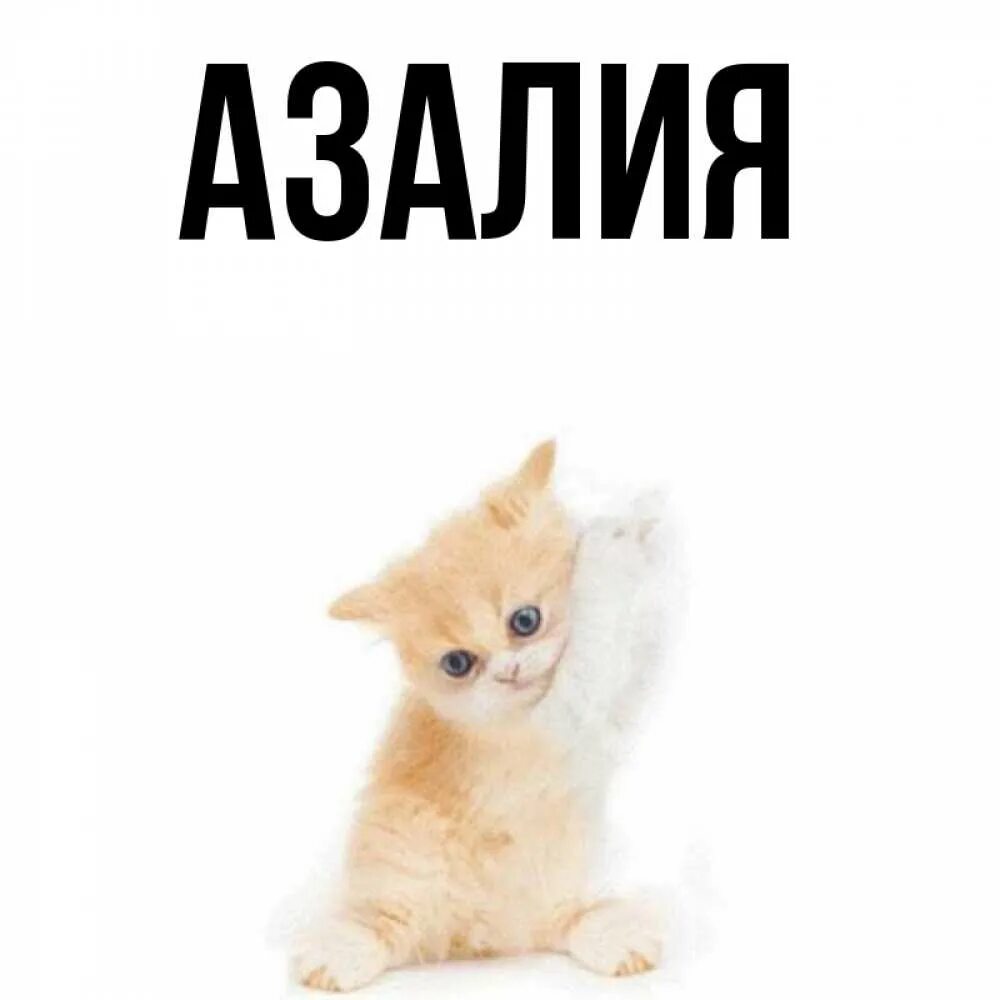 Значение имени азалии. Значение имени азалии