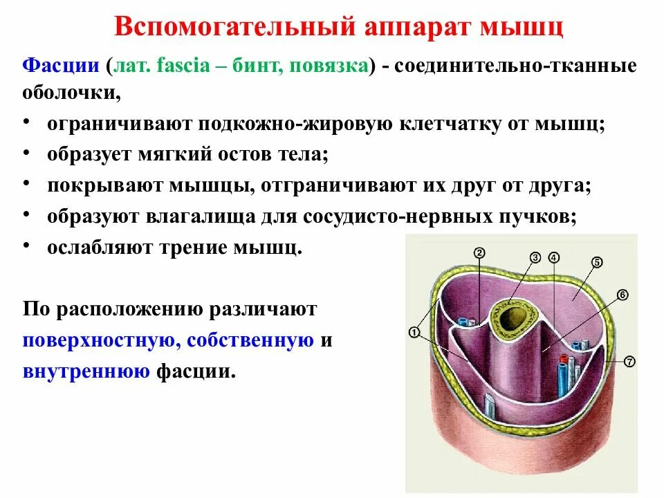 Соединительная мышца. Вспомогательный аппарат скелетных мышц. Вспомогательный аппарат мышц анатомия. Вспомогательный аппарат мышц фасции синовиальные сумки и т.д. Строение мышц, классификация и вспомогательный аппарат мышц.