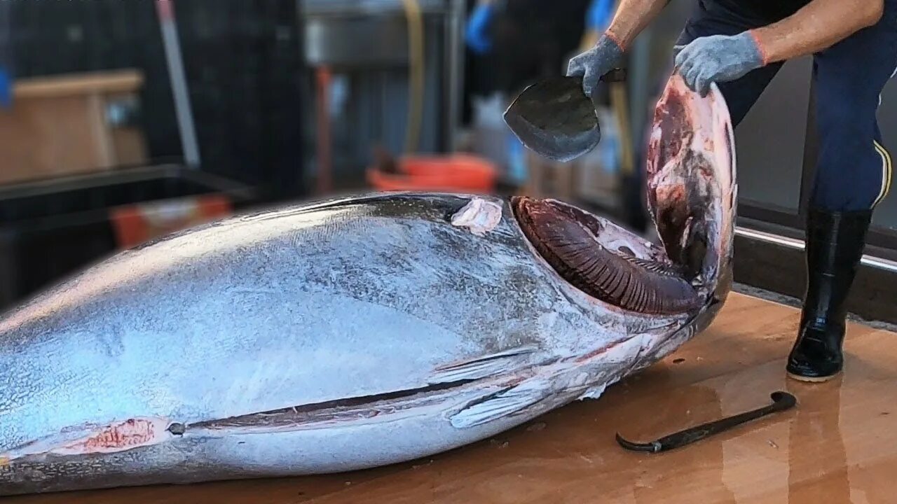 Cut show. Тунец. Блюфин. Bluefin Tuna. Art of Cutting Tuna.