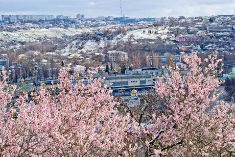 Севастополь в цвету