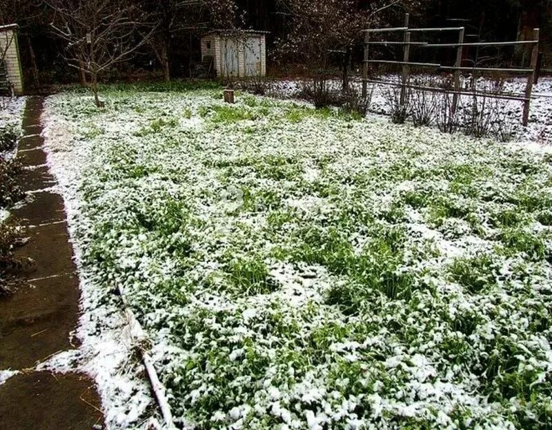 Сидерат под зиму какой. Клевер сидерат. озимые сидераты. огород под снегом. огород зимой.