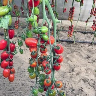 Томат от юрия отзывы