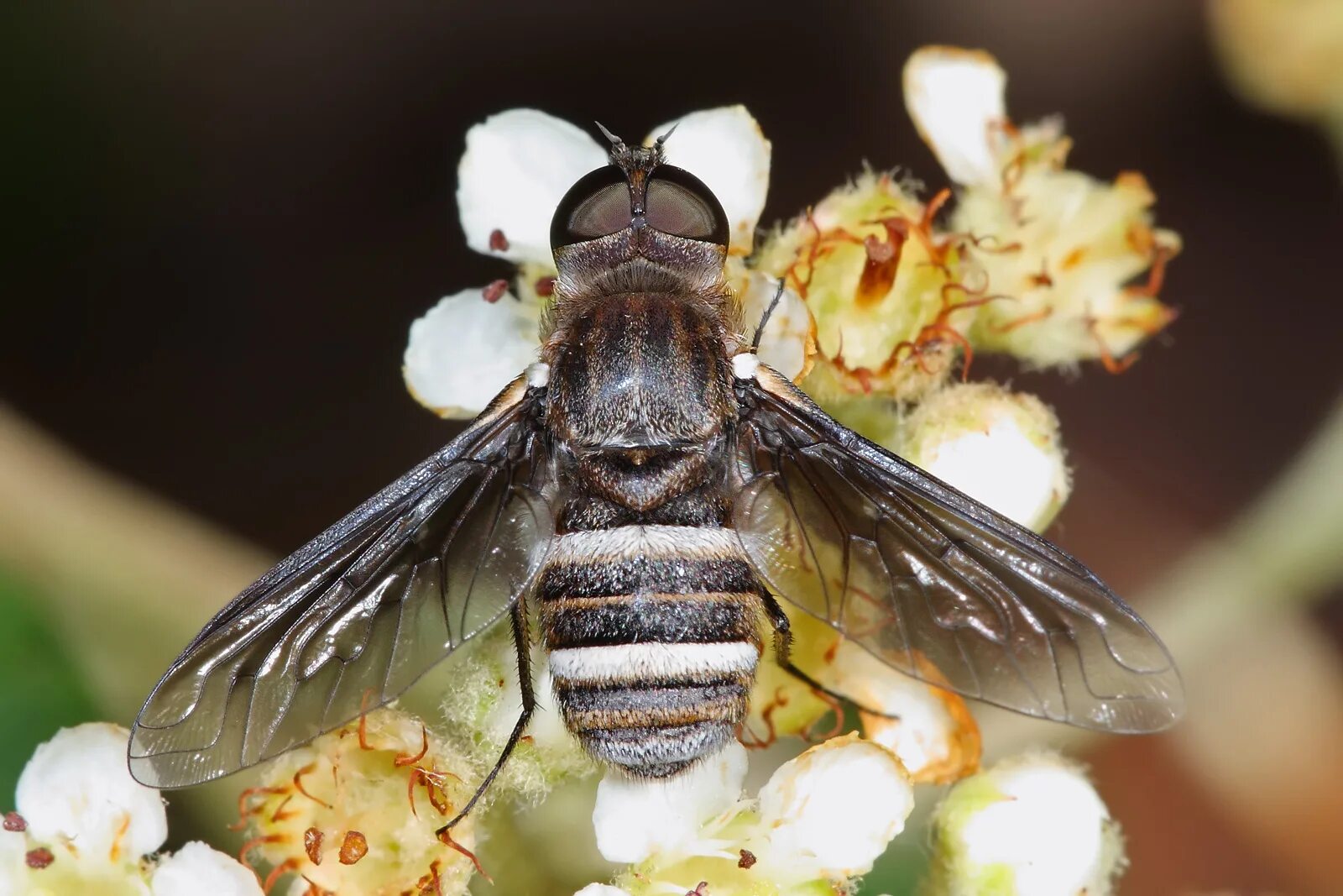 Bee fly. Муха львинка. Муха журчалка черная. Жук журчалка. Хоботок Муха журчалка.