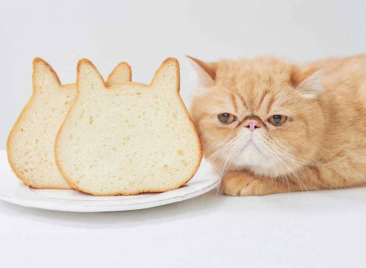 Кот хлебушек. Кот хлебушек. Котик в хлебе. Кошка булочка. Кошка в хлебушке.