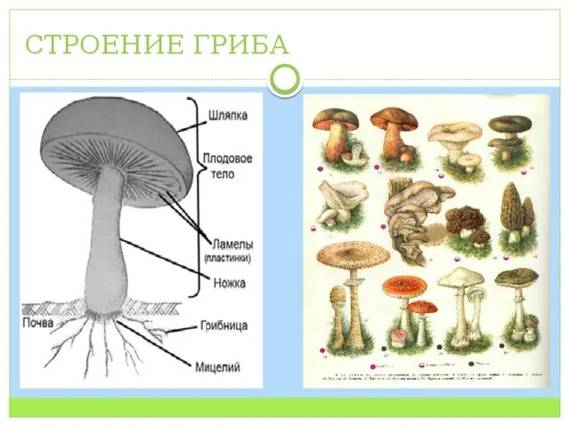 Строение гриба 4 класс. Строение гриба грибница. строение гриба биология. строение гриба 6 класс биология. строение шляпочного гриба.