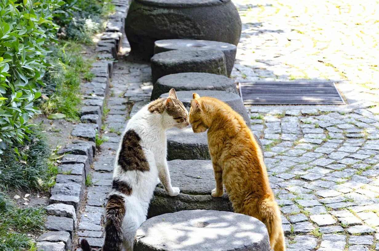 Turkey cats. Турция кошки на улице. Стамбульские котики. Коты в Стамбуле. Турецкие коты на улице.