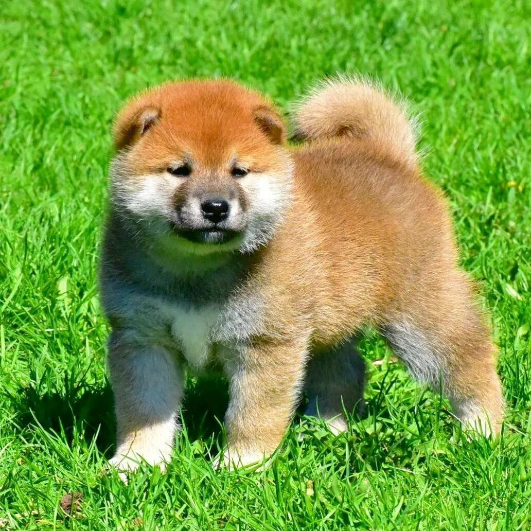 afanofdogsAn ancient Japanese breed, the Shiba Inu is a little but well-muscled 