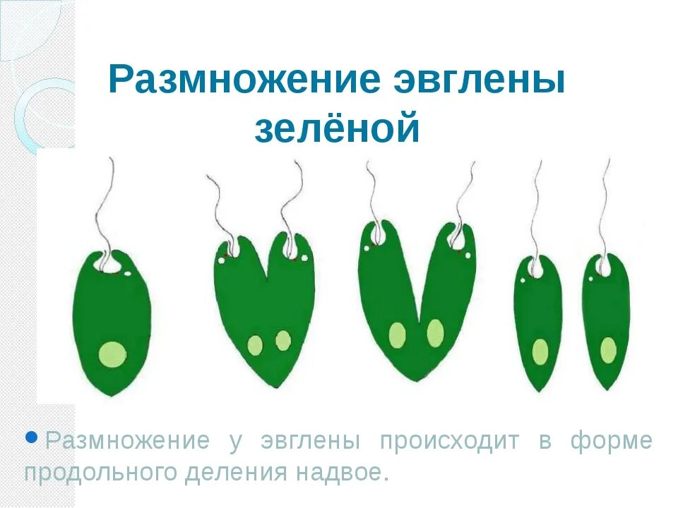 Ядерный аппарат эвглены зеленой. Эвглена зеленая царство животные. Органы передвижения эвглены зеленой. Деление эвглены зеленой. Эвглена зеленая рисунок с подписями.