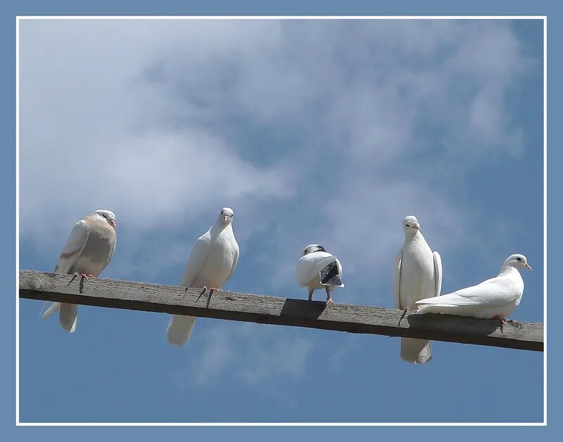 голубь кружится. две птицы в полете. голубь кружится.
