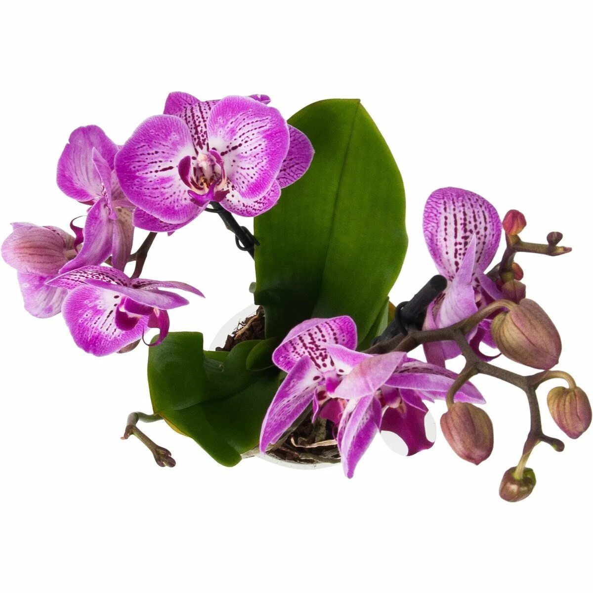 Орхидея купить в туле. Фаленопсис Экстра микс. Орхидея фаленопсис микс. Фаленопсис стандарт микс. Орхидея фаленопсис стандарт.