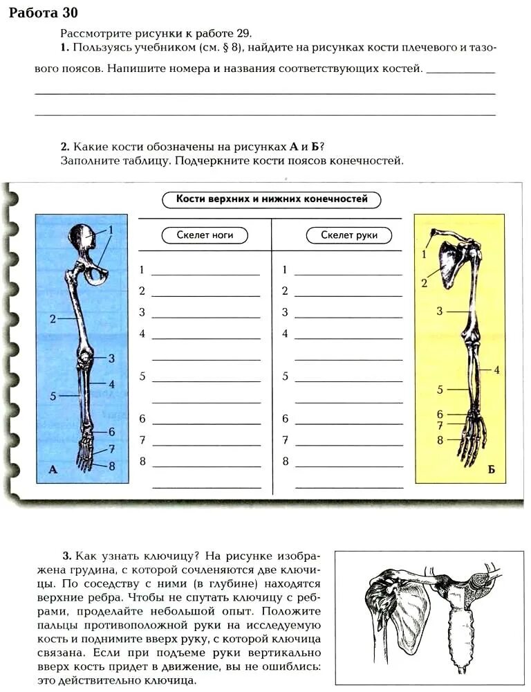 Биология маш 8 класс ответы. Биология 8 класс рабочая тетрадь маш драгомилов. Биология 8 класс рабочая тетрадь драгомилов. Скелет человека биология 8 класс драгомилов. Рабочая тетрадь 1 по биологии 8 класс драгомилов.