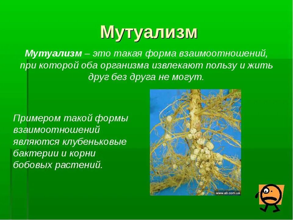 Примерами мутуализма являются. Пример мутуализма микроорганизмов. мутуализм. мутуализм примеры. мутуализм это в биологии.