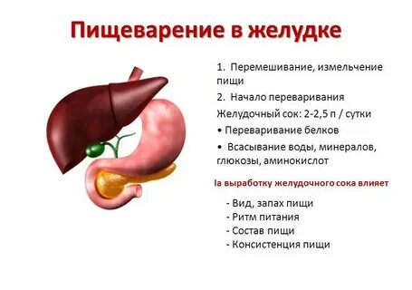 Какое пищеварение происходит в желудке