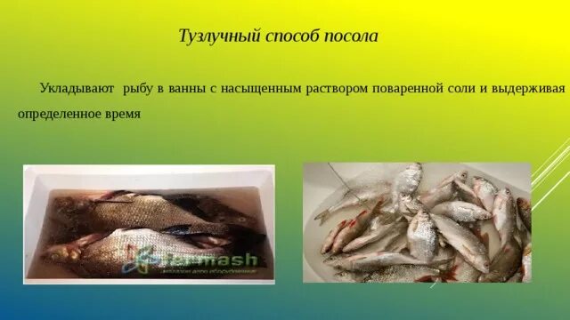 Метод посол. Способ укладки рыбы. способы посола рыбы. тузлучного посола рыбы. тузлучный посол.