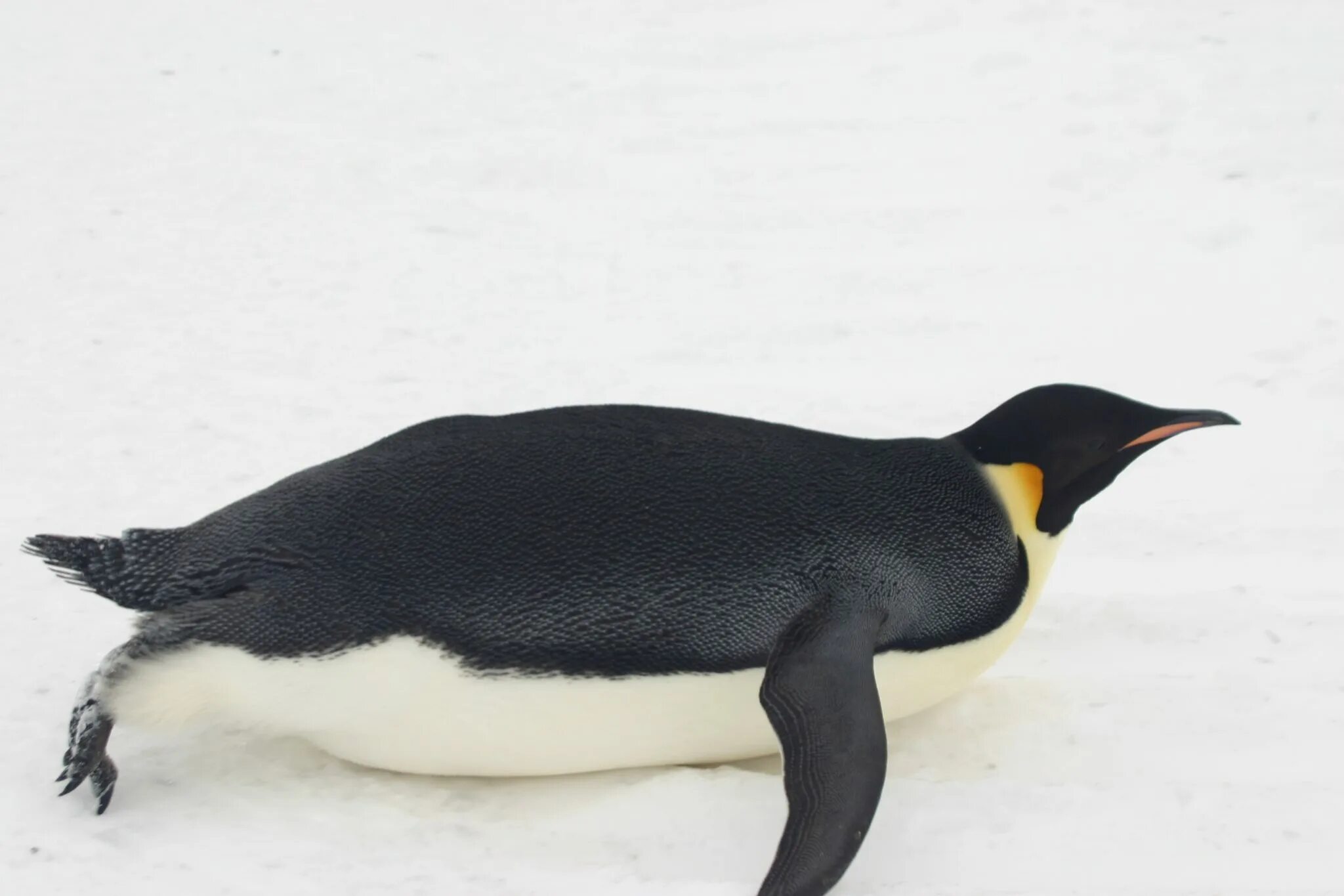 Emperor penguin. Пингвин Aptenodytes Demersa. Императорский Пингвин в Антарктиде. Королевский Пингвин в Антарктиде. Окрас Императорского пингвина.