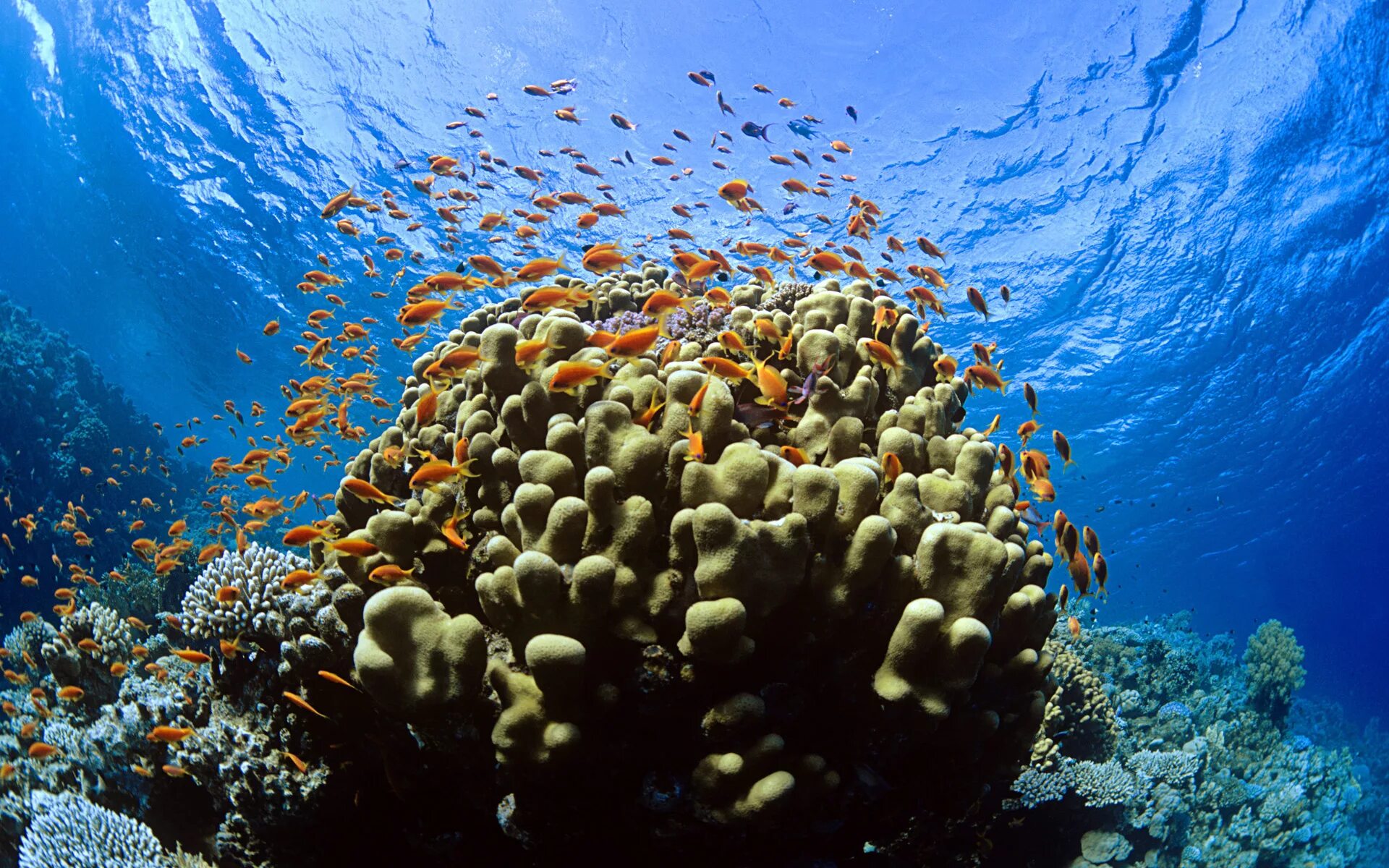 Рыбы обитатели среды. Рас Мохаммед риф. Коралловый риф рас Мухаммед. Морской парк на рифах Туббатаха. Национальный парк рас-Мохаммед Египет.