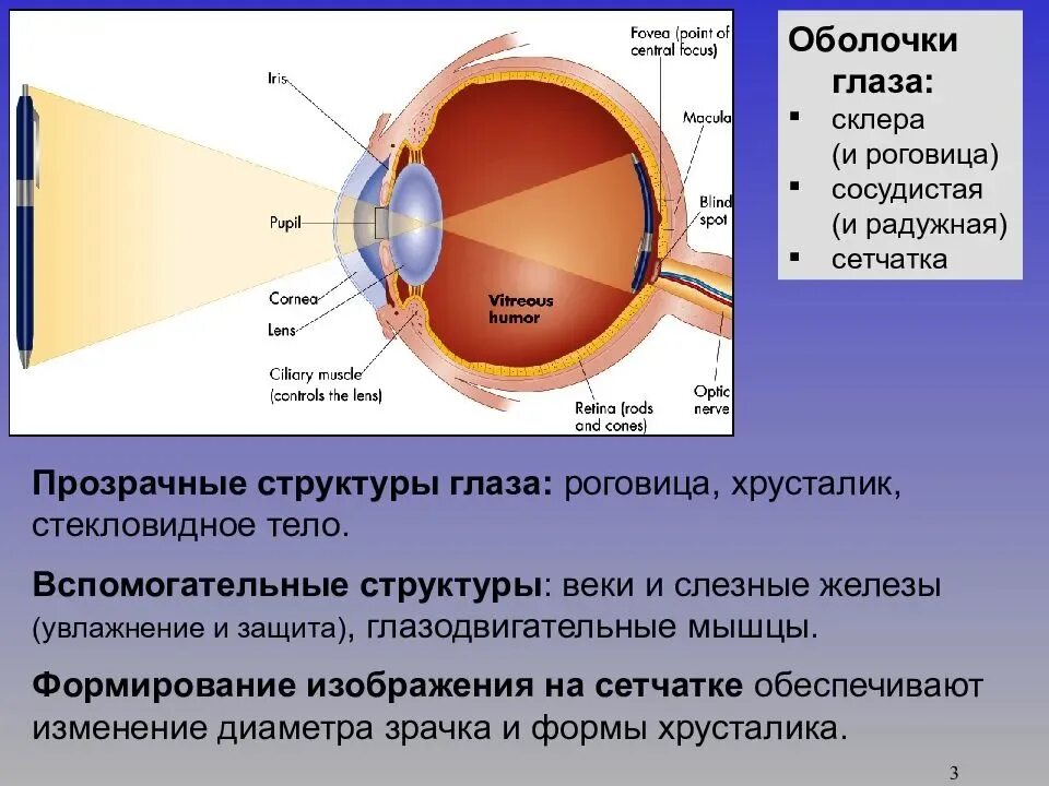 Оболочка глаза со склерой и роговицей. Оболочки глаза строение склеры. Строение глаза сетчатка роговица хрусталик. Сетчатка сосудистая оболочка склера.