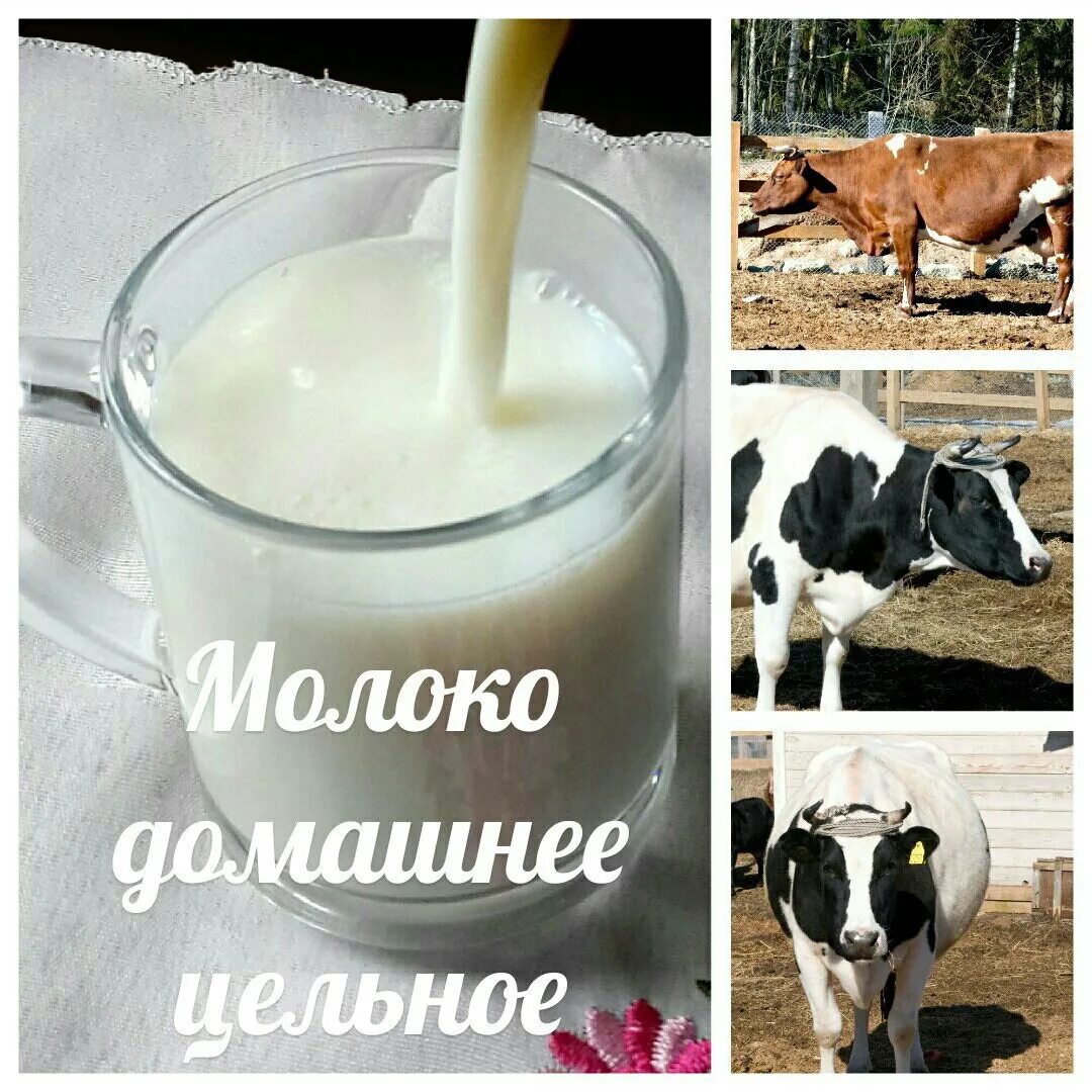 Реализуем молоко. Коровье молоко. Молоко домашнее. Корова молоко. Продается молоко.