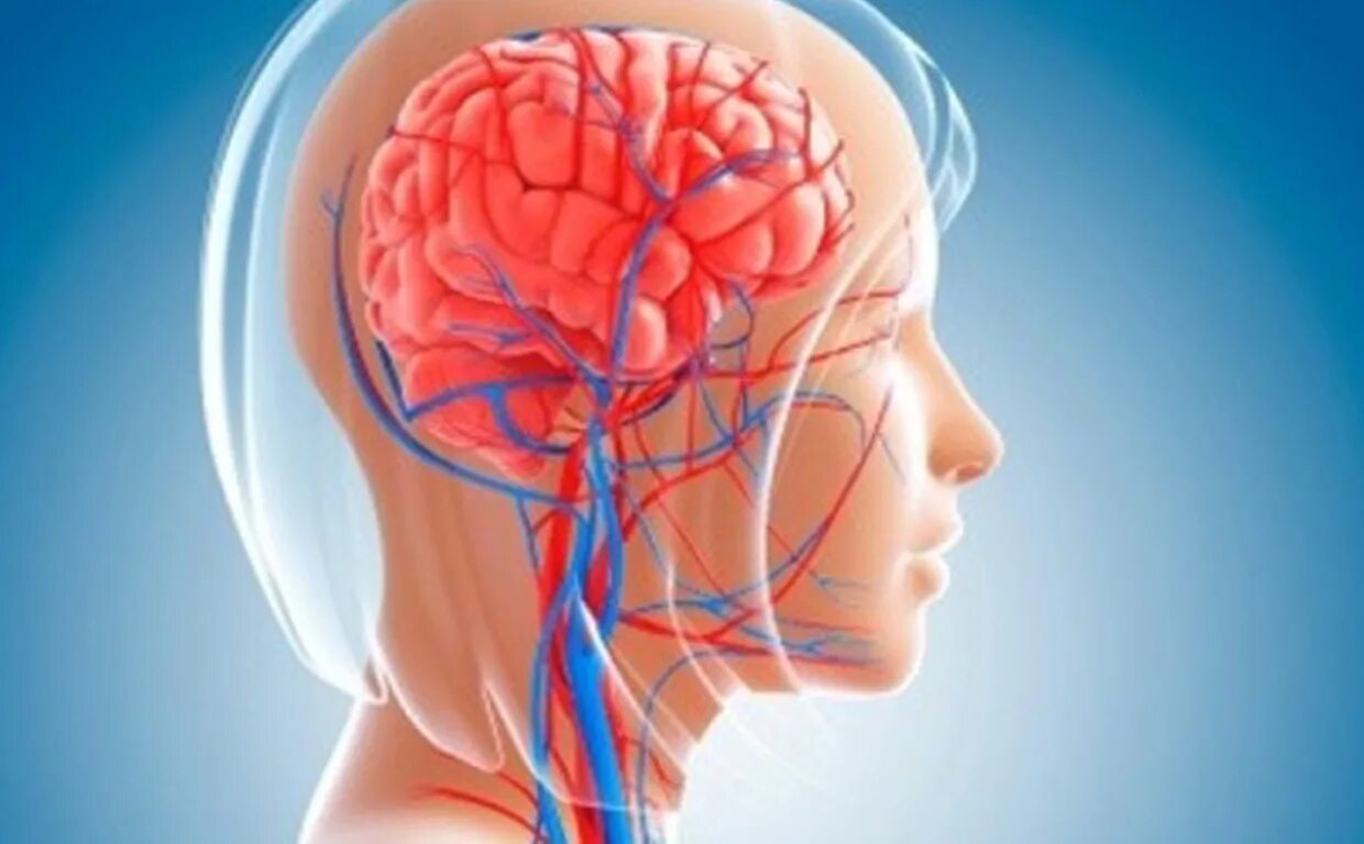 Кровообращение головного мозга. Кровоображение головного могза. Кровоток в сосудах головного мозга. Кровоснабжение мозга и сосуды.