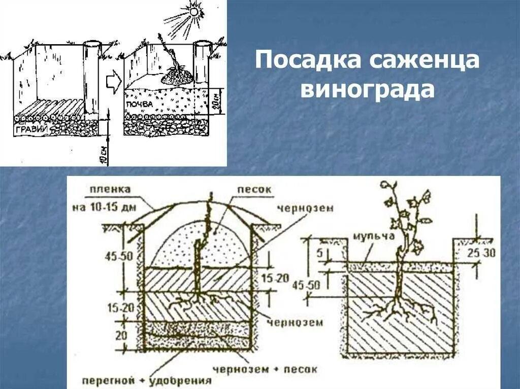 Как правильно сажать виноград в грунт. Посадка винограда весной саженцами в открытый грунт. Схема посадки винограда черенками. Как правильно сажать виноград саженцами весной. Высаживание саженцев винограда весной.