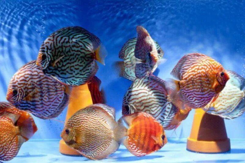 Дискусы аквариумные. Дискус мраморный. Дискус рыбка аквариумная содержание. Дискусы и тернеции. Дискусы оливер кнотт.