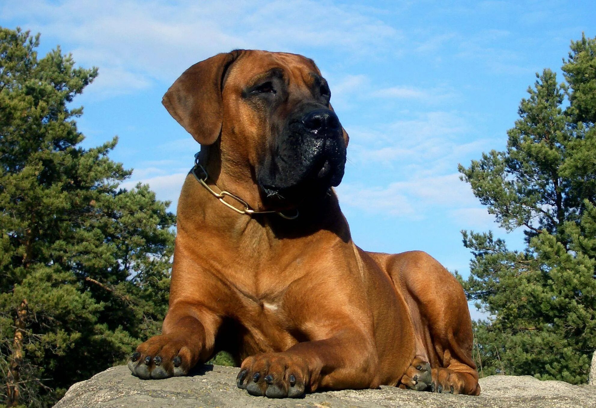 Южноафриканский бурбуль. Южно африканский бурбкль. Южно африканский. Южно африканский. Южно африканский бурбуль.