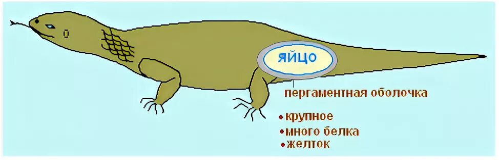 Проверочная по биологии пресмыкающиеся. Нервная система пресмыкающихся. Развитие пресмыкающихся схема. Пищеварительная система пресмыкающихся. Конечности пресмыкающихся расположены по бокам.