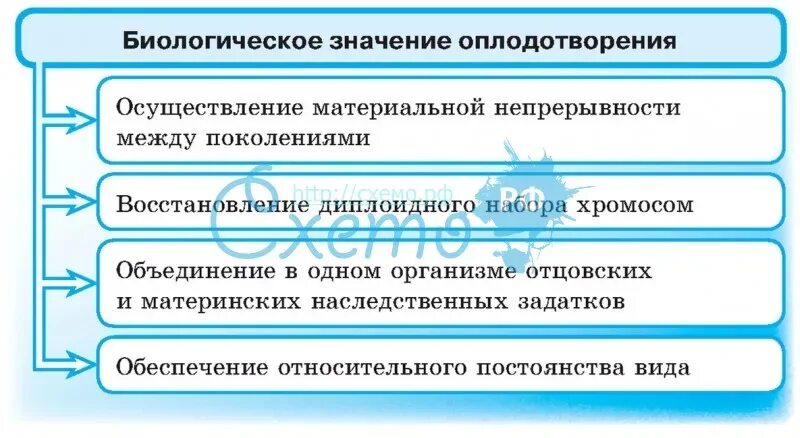 Биологическое значение оплодотворения. Значение процесса оплодотворения. Оплодотворение его фазы и биологическое значение. Биологическая сущность оплодотворения.