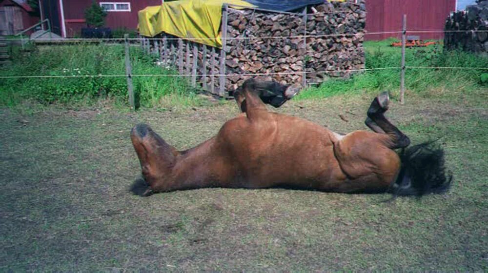 Почему лошади спят. Лошадь лежит. Лошадь валяется. Конь не валялся.