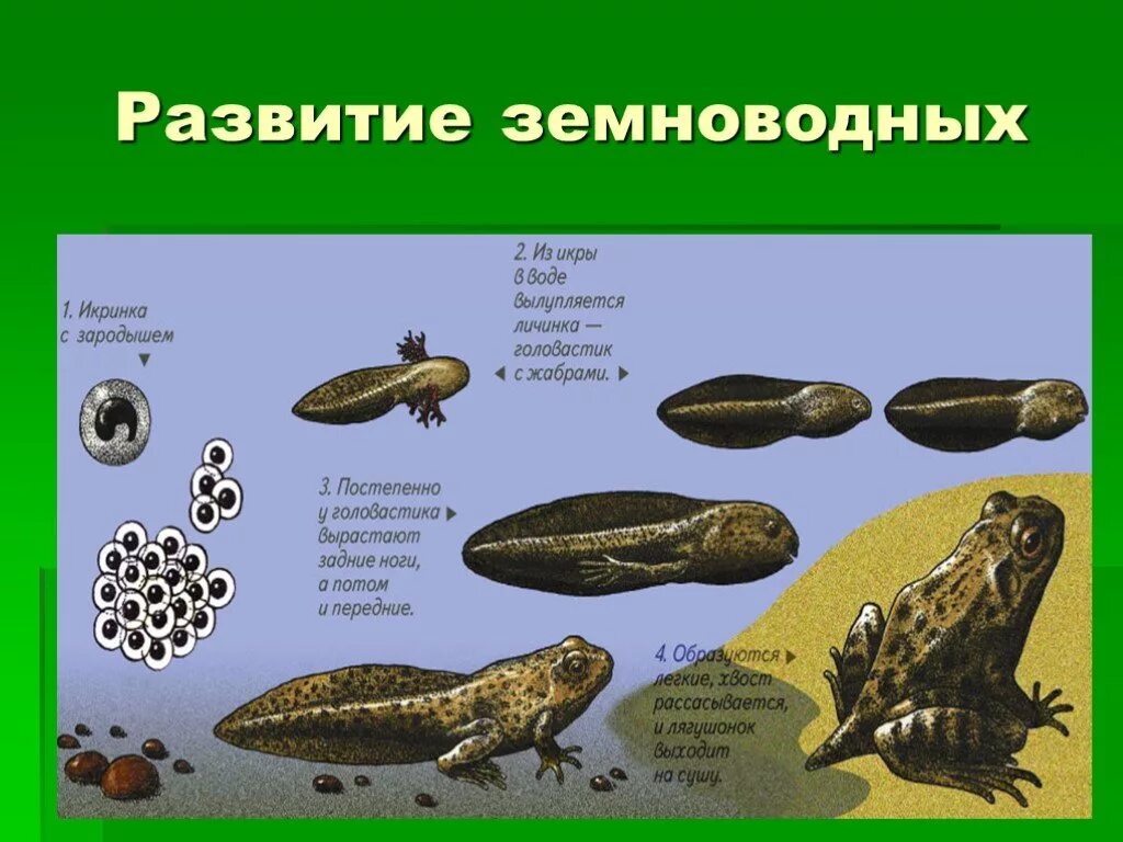 Земноводные как они размножаются 1 класс. Этапы развития головастика лягушки. Схема стадии развития головастиков лягушек. Этапы размножения лягушки. Икра головастик лягушка этапы развития.