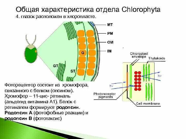 Хлоропласты содержат пигменты. Структура тилакоидов. Белки хлоропластов. В хлоропластах молекулы хлорофилла находятся в. Под воздействием света в хлоропластах.