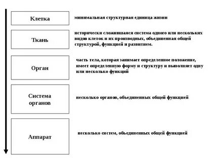 Минимальная клетка