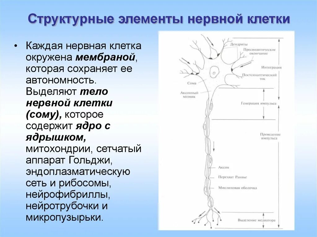 Вспомогательные нервные клетки. Структурные элементы нервной клетки образующие нервные волокна. Основные компоненты нервной клетки. Основные структурные элементы нервной клетки. Структурные компоненты нервной ткани.