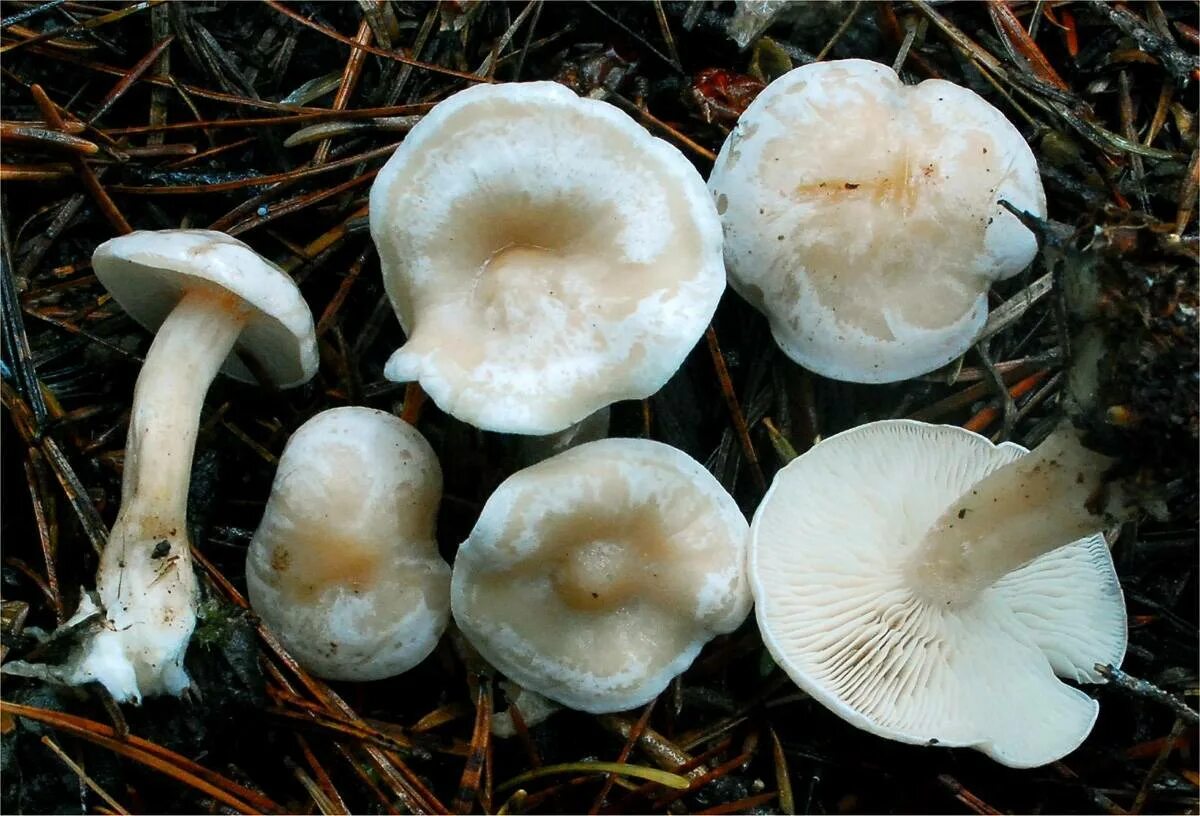 Гриб говорушка ядовитая. Говорушка восковатая clitocybe phyllophila. Говорушка восковатая говорушка восковатая. Говорушки грибы. Говорушка подогнутая (clitocybe geotropa).