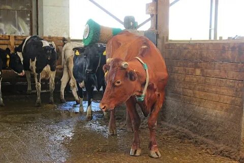 Погода беловка самарская область богатовский