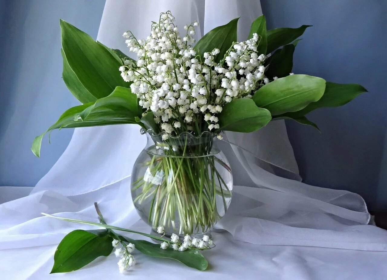 Букет ландышей в руках. Цветы ландыши. Букет ландышей. Подарю ей ландыши. Букет ландышей.