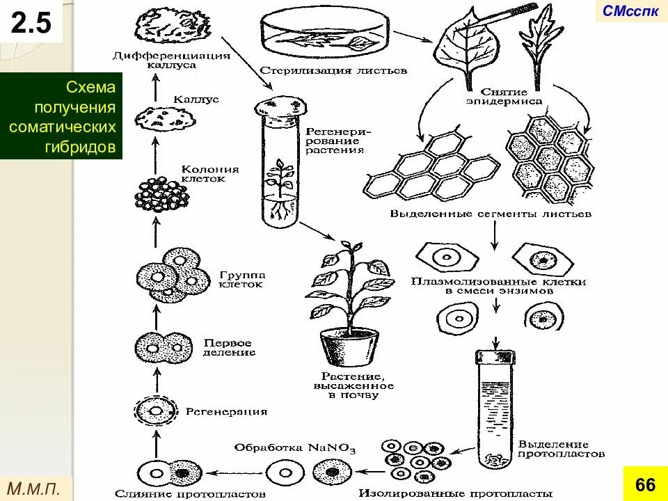 Схема микроклонального размножения растений. Реконструкция клеток в клеточной инженерии. Гибридизация клеток клеточная инженерия. Метод клеточной инженерии схема. Получение гибридов на основе соединения клеток