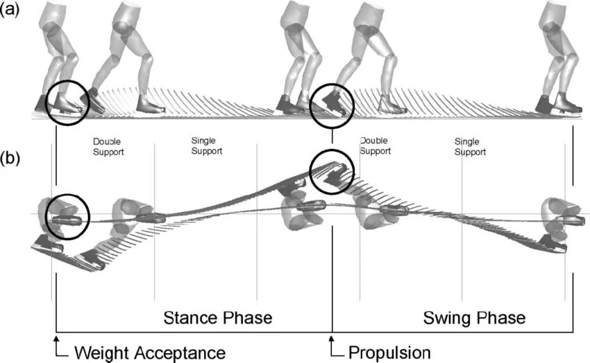 Supports время. Примеры скейтинг системы. Двухколесный скейт допустимый вес. Single support phase Double support phase. Stride Step.
