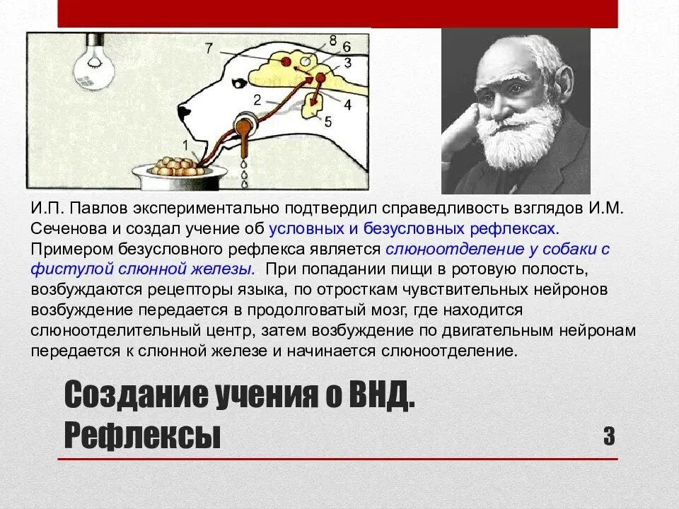 Теория и п павлова. Учение Ивана Павлова о высшей нервной деятельности. Учение и.п. Павлова о рефлексах.. Учения и.м.Сеченова, и.о.Павлова о ВНД. Учение Сеченова и Павлова о высшей нервной деятельности.