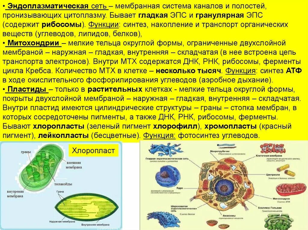 Хлоропласт и эндоплазматическая сеть. Мембранная система клетки. Мембранные системы растительной клетки.